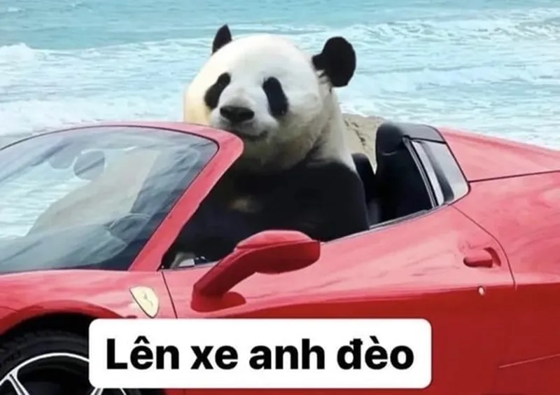 Meme mắt gấu trúc thể hiện sự hài hước độc đáo