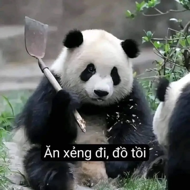 Gấu trúc meme mắt thâm thật dễ thương và hài hước