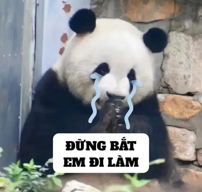 Meme gấu trúc mắt thâm mang lại tiếng cười bất ngờ