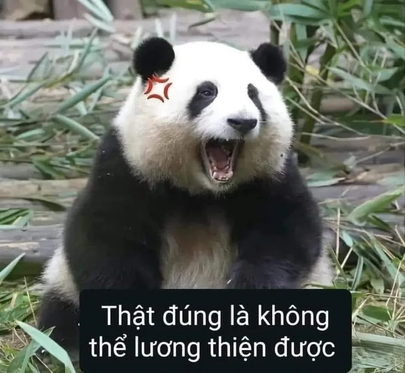 Gấu trúc meme cute mang lại niềm vui cho mọi người