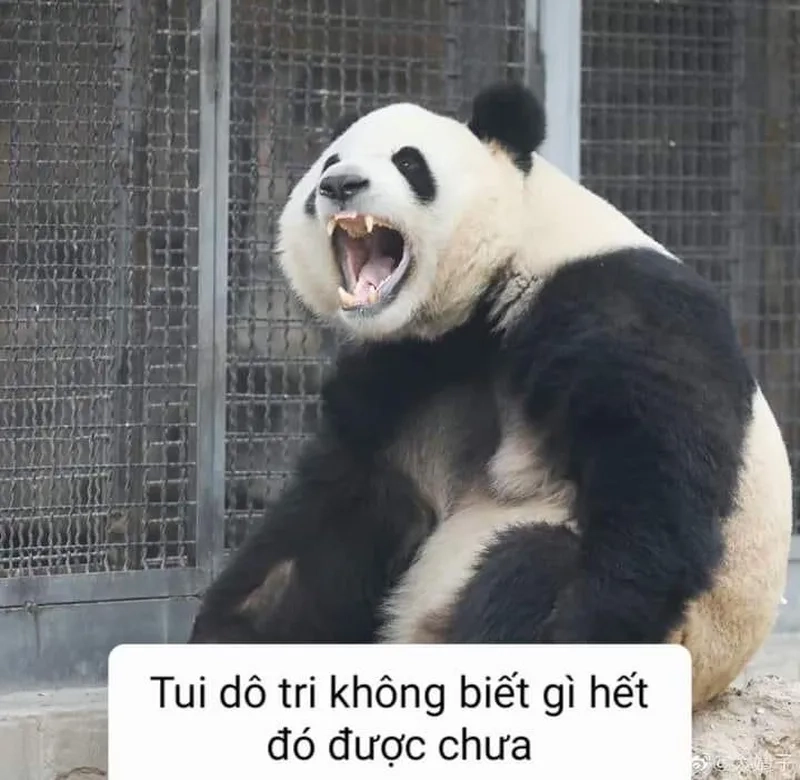 Meme gấu trúc xin lỗi khiến bạn cảm thấy đồng cảm