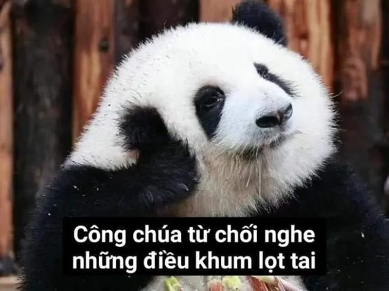 Meme gấu hài hước mang lại tiếng cười sảng khoái