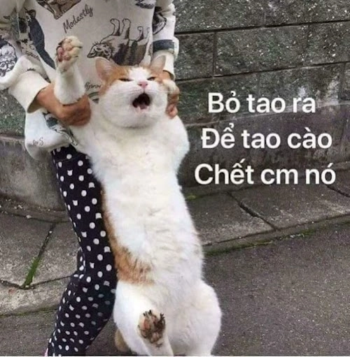 Meme khoanh tay giận khiến bạn không thể cưỡng lại