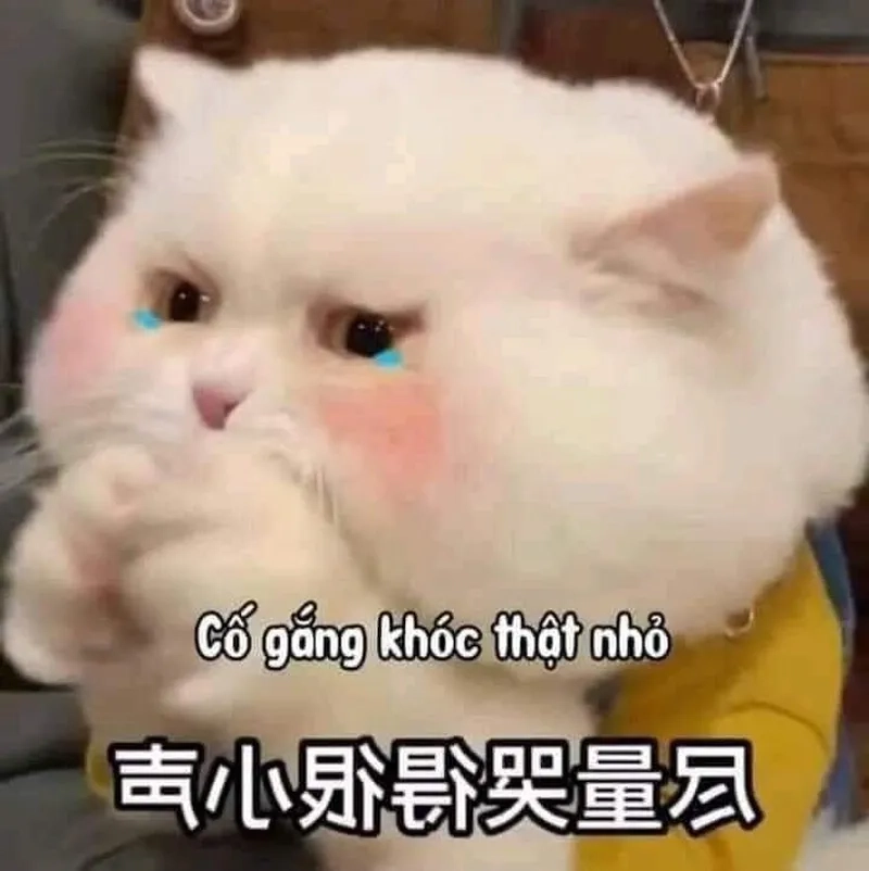 Chuột cống meme khiến bạn không thể nhịn cười