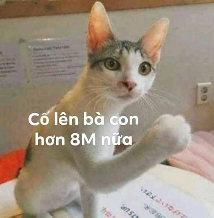 Meme cố gắng không ngừng thể hiện sự kiên trì trong cuộc sống