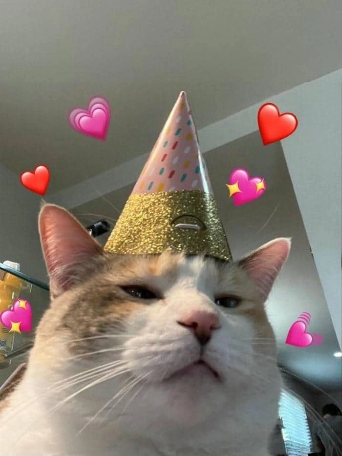 Meme cat happy birthday dễ thương khiến bạn cảm thấy vui vẻ