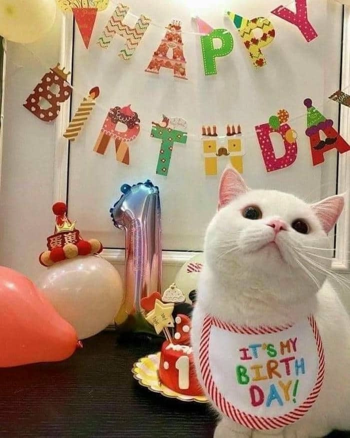 Happy birthday meme for her mang lại niềm vui cho người xem