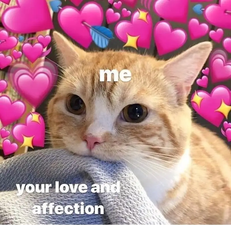 Send love meme dễ thương khiến bạn cảm thấy ấm áp