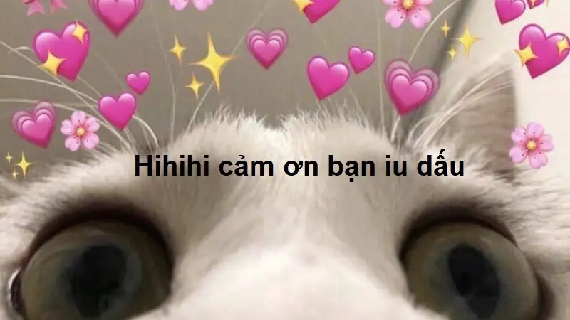 Meme cảm ơn mèo thật dễ thương và hài hước