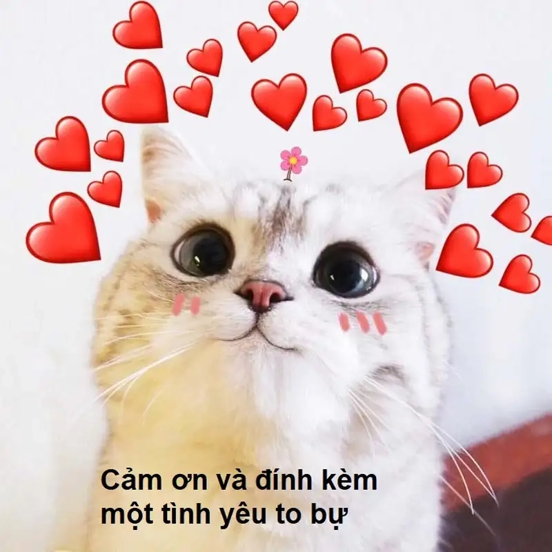 Mèo cảm ơn meme thật đáng yêu và vui nhộn