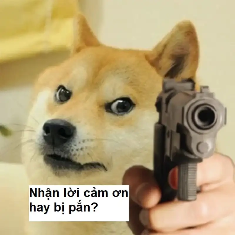 Ảnh meme mèo cảm ơn thật dễ thương và hài hước