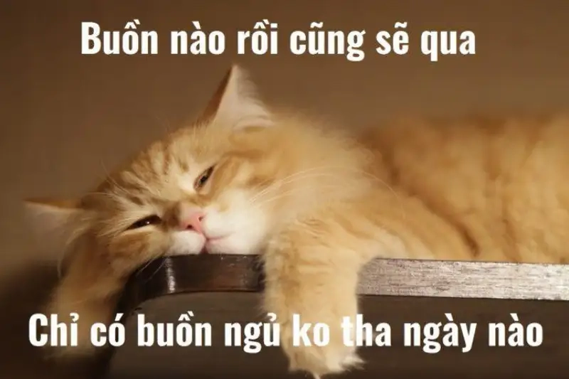 Mèo meme ngủ dễ thương khiến bạn không thể nhịn cười