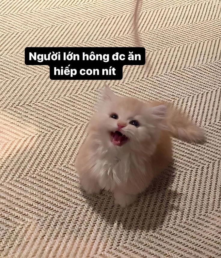 Meme mèo khóc cute khiến trái tim bạn tan chảy