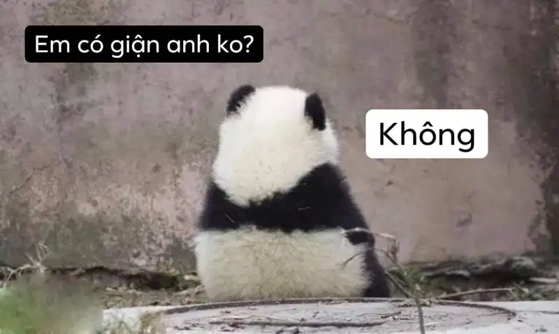 Chó meme cute dễ thương khiến bạn không thể cưỡng lại