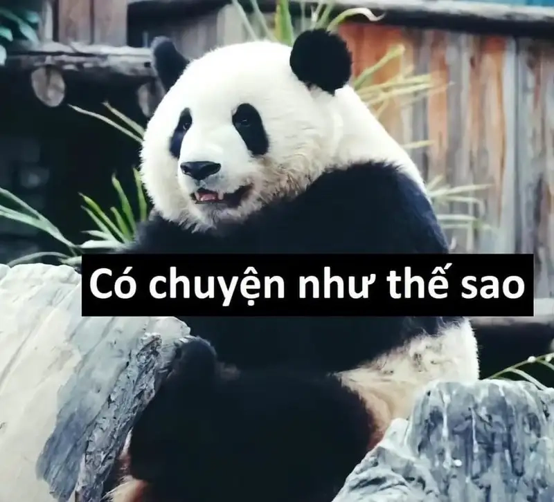 Ảnh chó meme cute khiến bạn không thể nhịn cười