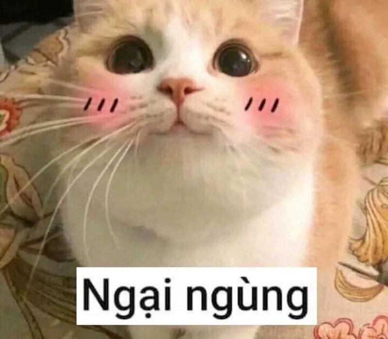 Mèo meme ngại là lựa chọn hoàn hảo cho ngày vui