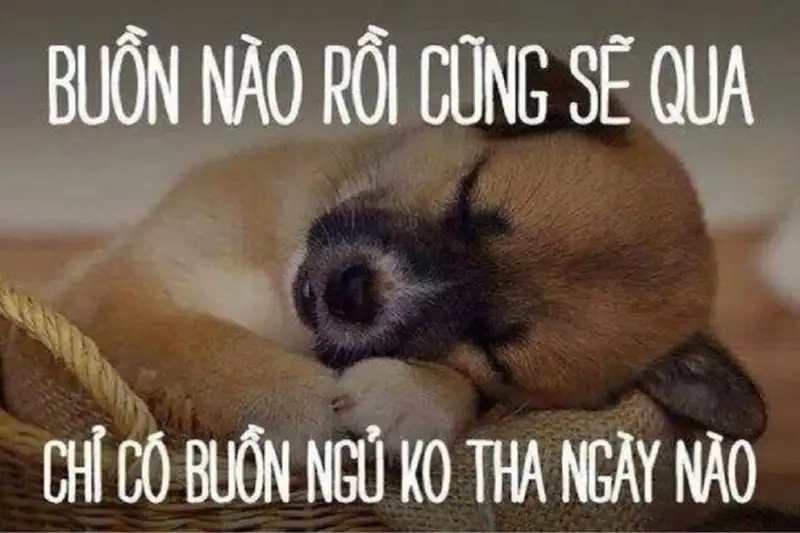 Meme mèo ngủ dậy thật đáng yêu và vui nhộn