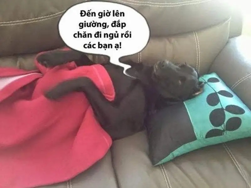 Meme ngủ ngon mèo mang lại tiếng cười sảng khoái