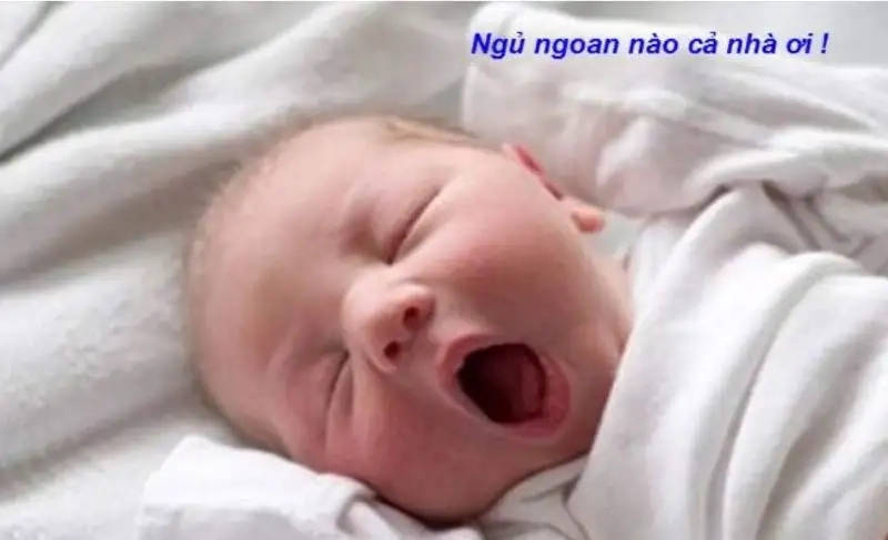 Good night meme mèo chúc ngủ ngon mang lại cảm giác ấm áp