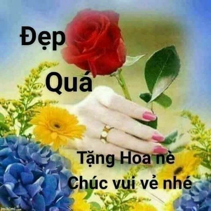 Meme tặng hoa mèo thật hài hước và thú vị