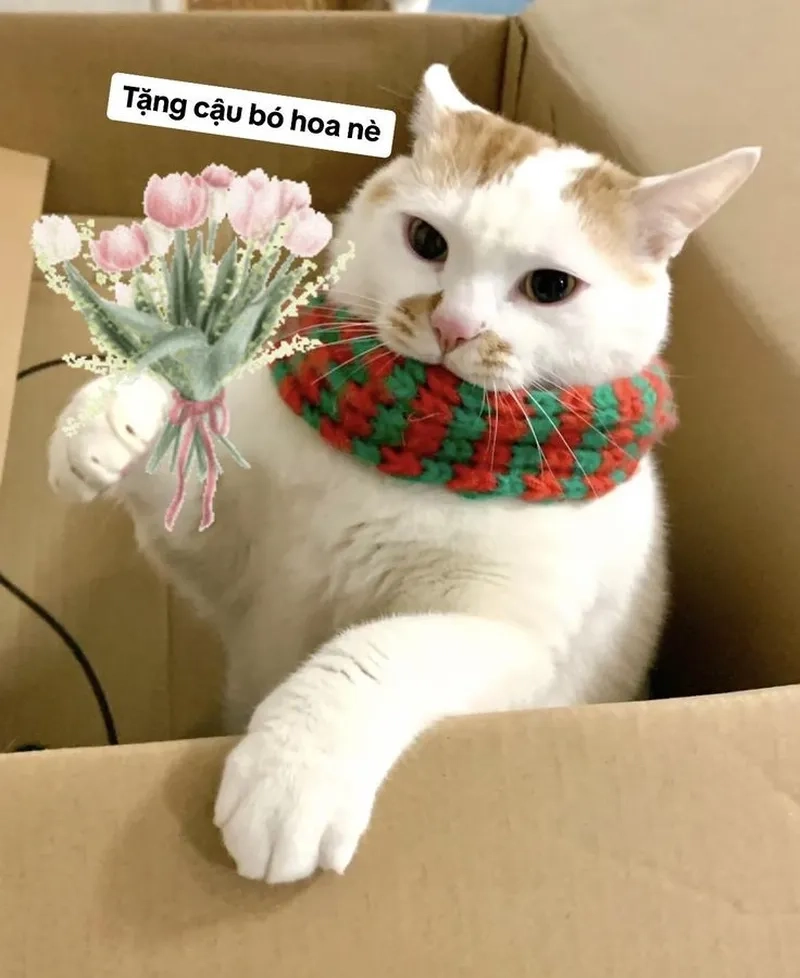 Meme mèo tặng hoa hồng mang lại niềm vui cho người xem