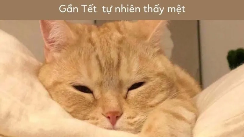 Ảnh tết meme mèo dễ thương khiến bạn cảm thấy vui vẻ