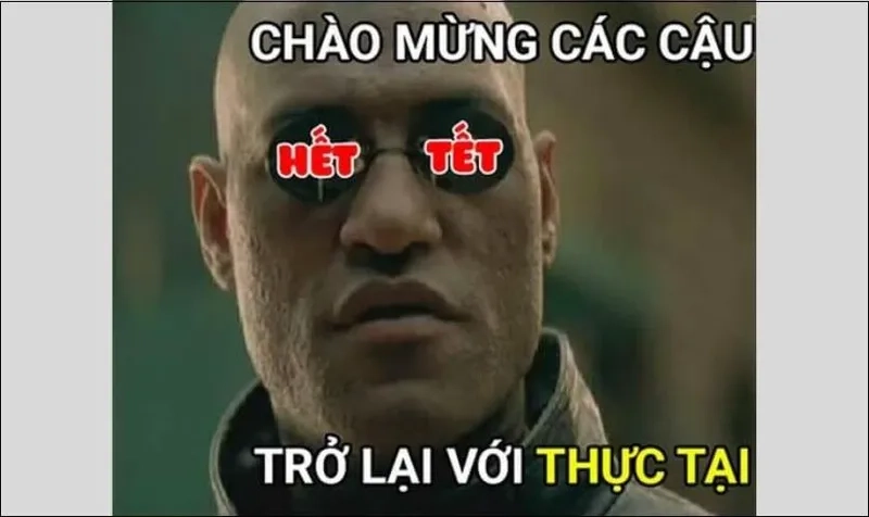 Hình mèo meme tết mang lại tiếng cười cho mọi người