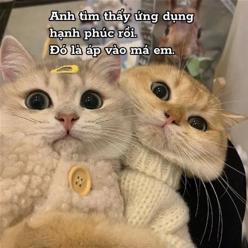 Meme tình cảm mang lại niềm vui cho người xem