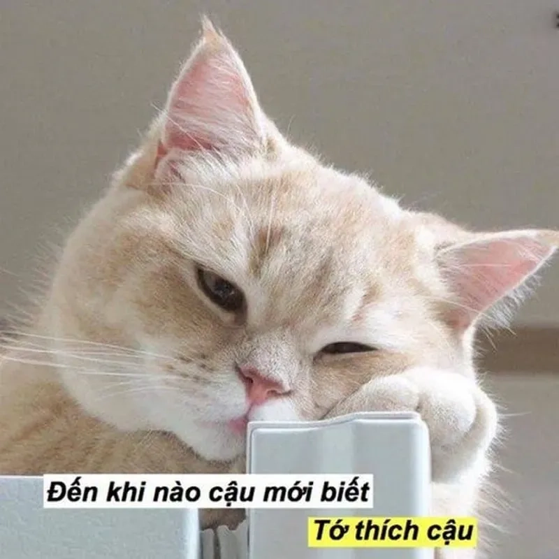 Meme về tình yêu luôn thu hút sự chú ý với những câu chuyện thú vị