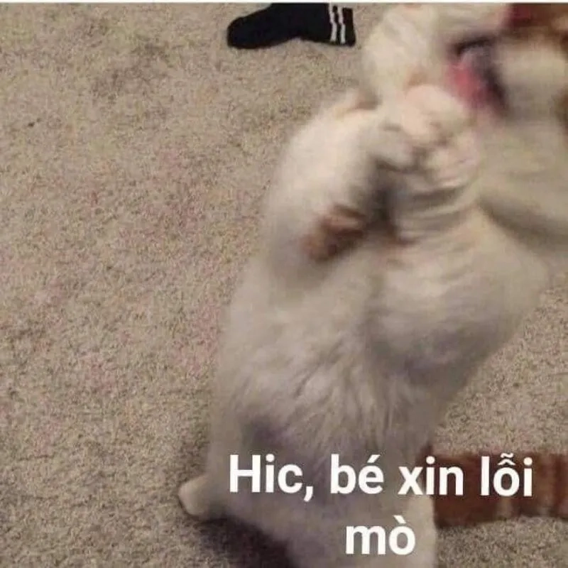 Khóc meme mèo xin lỗi mang lại cảm giác đồng cảm