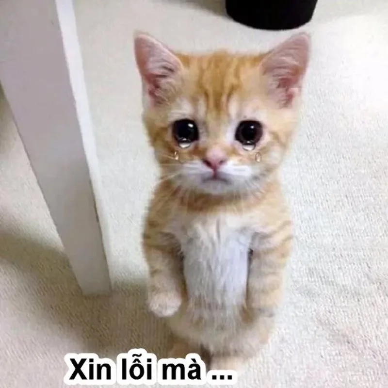 Xin lỗi meme mèo dễ thương khiến bạn không thể nhịn cười