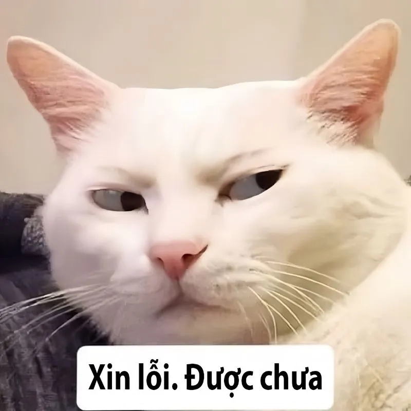 Bựa cute meme mèo xin lỗi mang lại tiếng cười sảng khoái