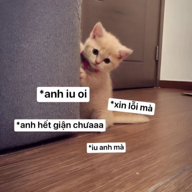 Ảnh mèo meme xin lỗi mang lại niềm vui cho người xem