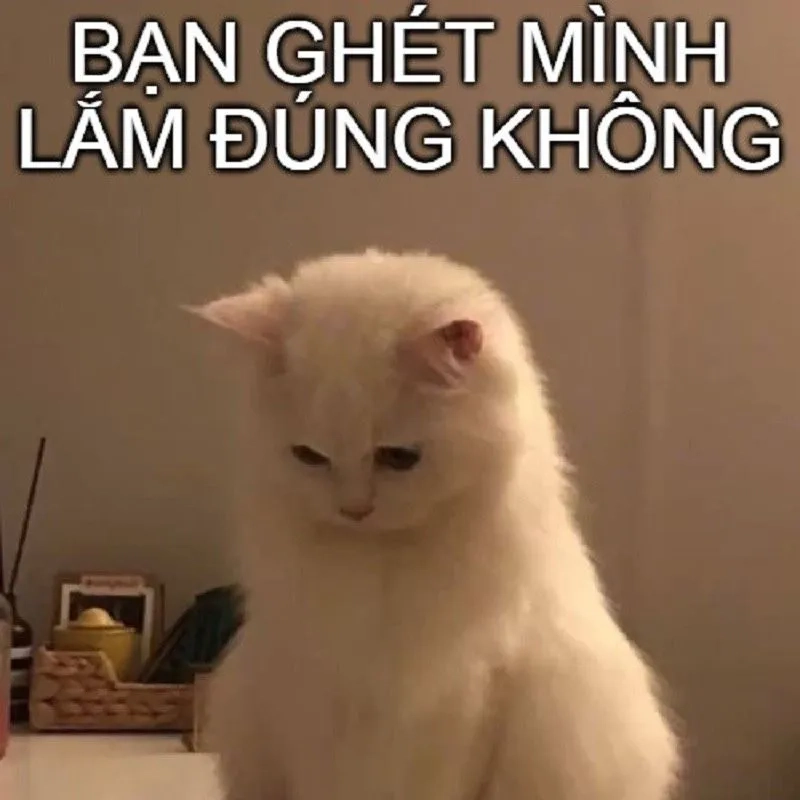 Hình meme xin lỗi dễ thương khiến bạn không thể nhịn cười