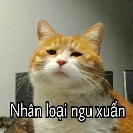 Meme thằng ngu mang lại tiếng cười cho mọi người