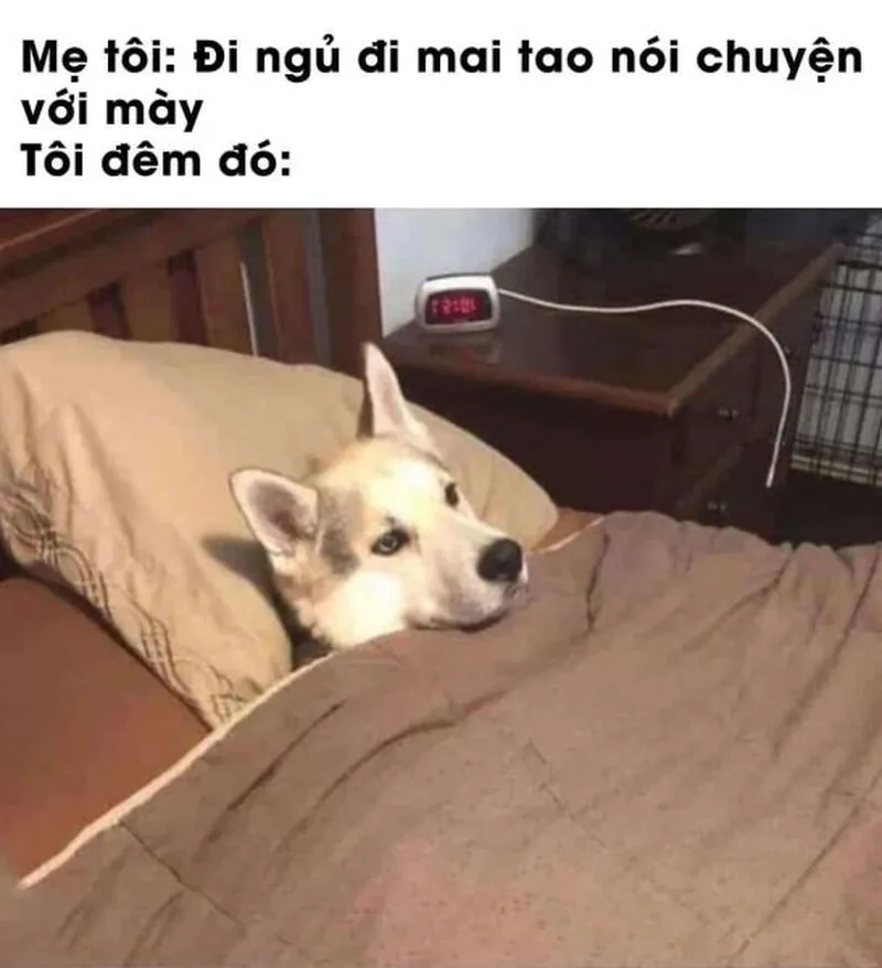 Meme mèo ngủ dễ thương khiến bạn không thể cưỡng lại