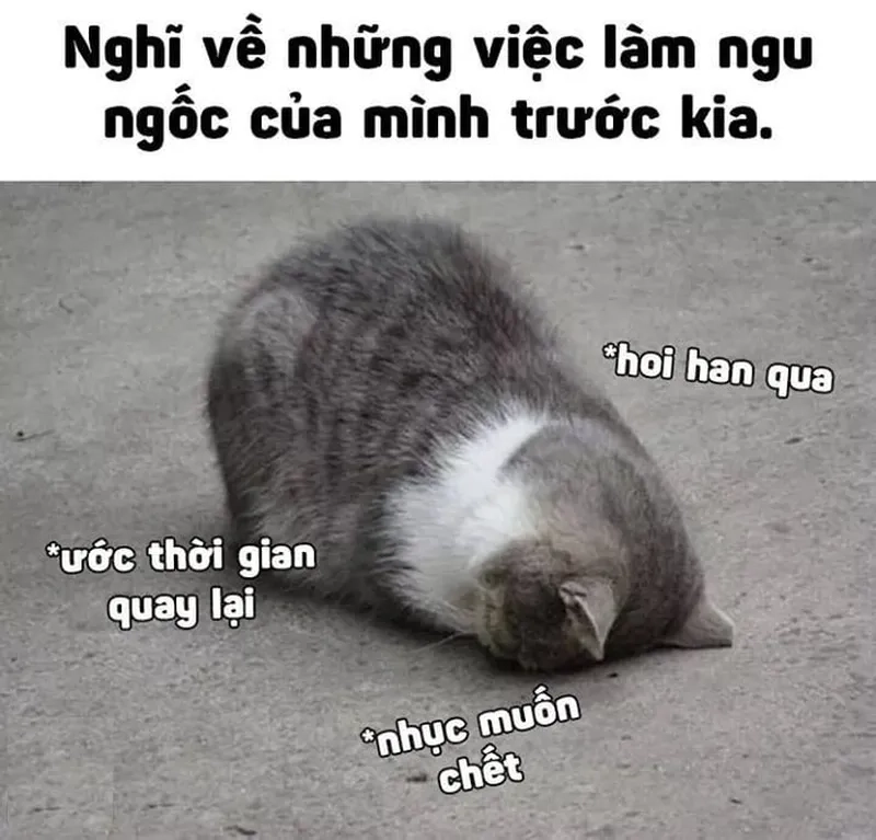 Meme giả ngu mang lại niềm vui cho người xem