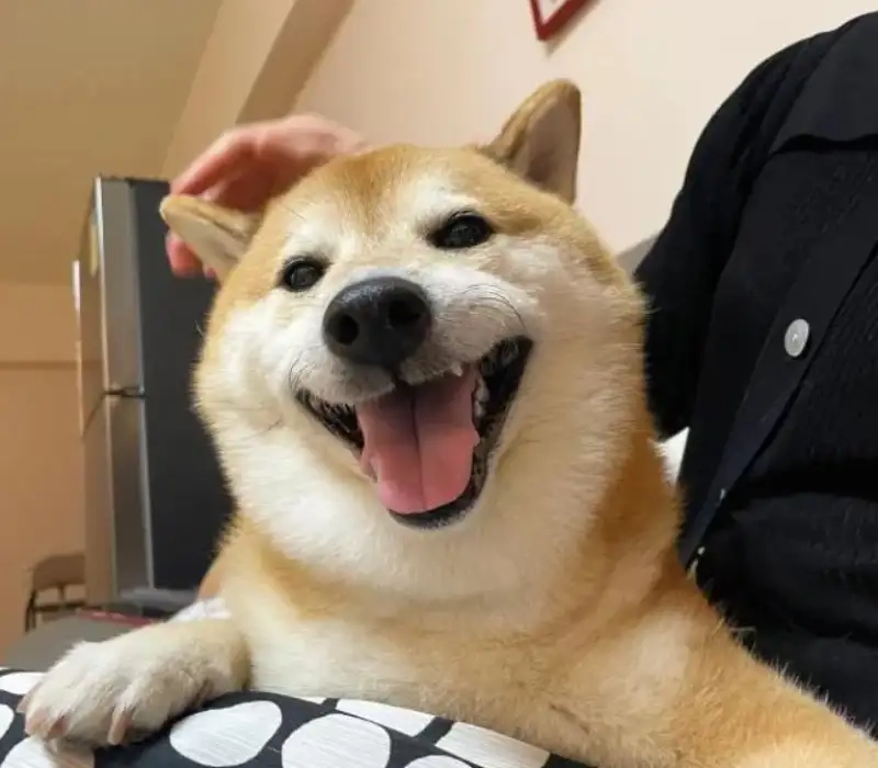 Shiba smile meme dễ thương cho những ai yêu thích hài hước