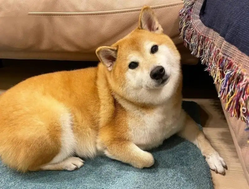 Meme dog shiba dễ thương khiến bạn không thể nhịn cười