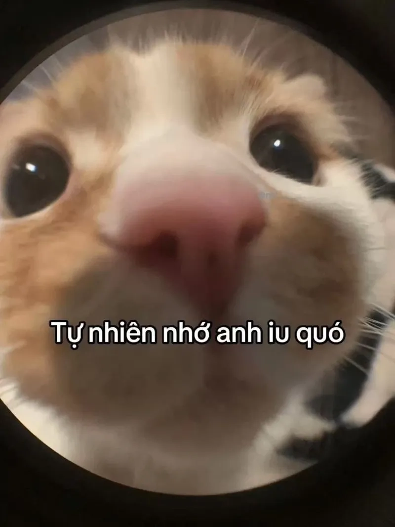 Cute meme tình yêu đáng yêu cho những ai yêu thích sự lãng mạn