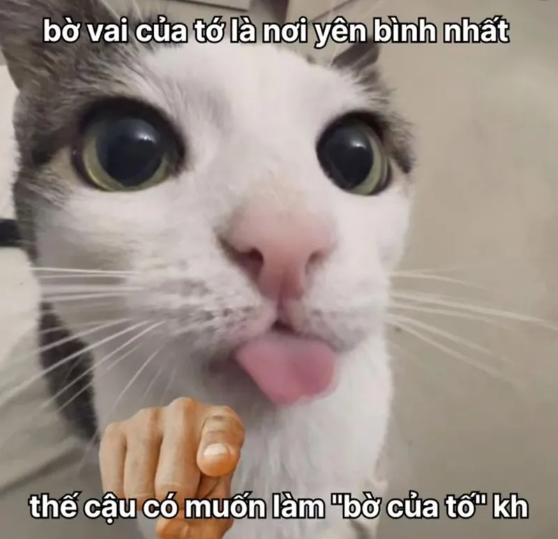 Cute ảnh meme hài mang lại tiếng cười cho mọi người