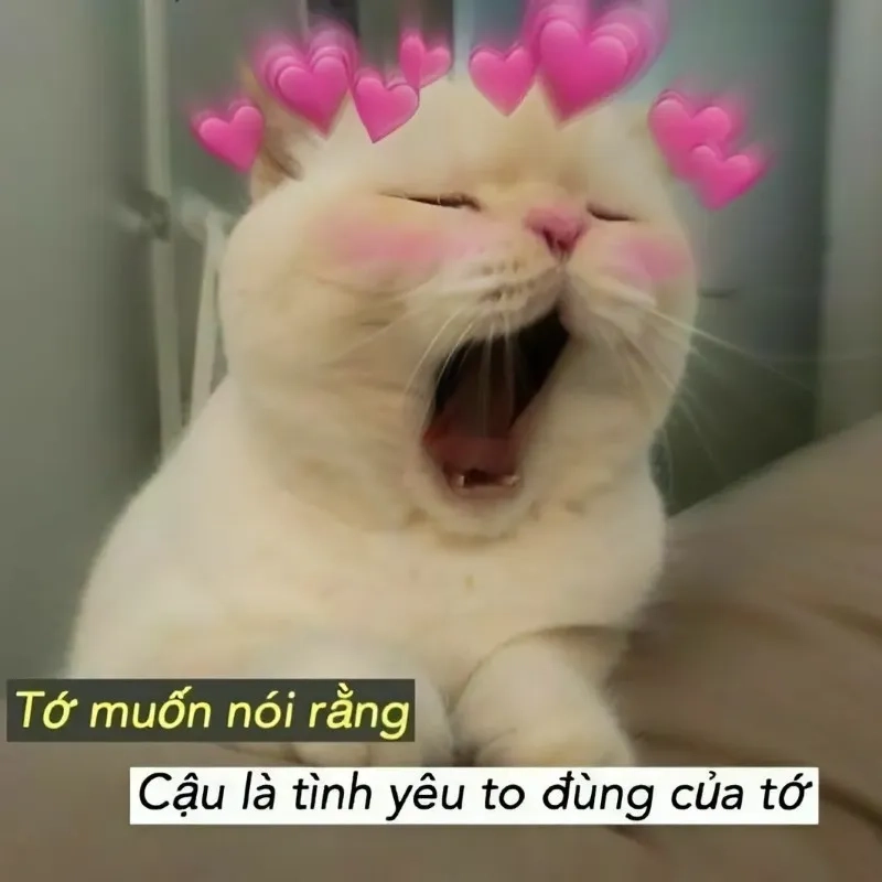 Ảnh meme tình yêu cute dễ thương khiến bạn không thể cưỡng lại