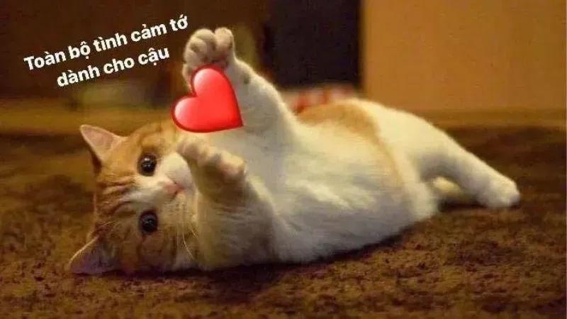 Hình meme cute tình yêu luôn thu hút ánh nhìn với sự dễ thương