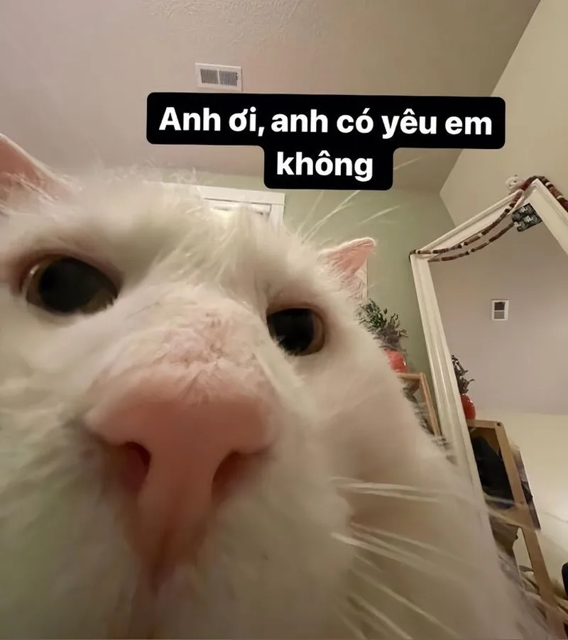 Meme yêu cậu mang lại tiếng cười cho mọi người