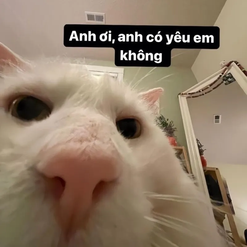 Meme yêu cậu mang lại tiếng cười cho mọi người