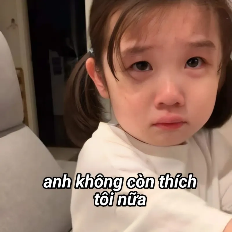 Meme mèo tặng hoa mang lại niềm vui cho người xem