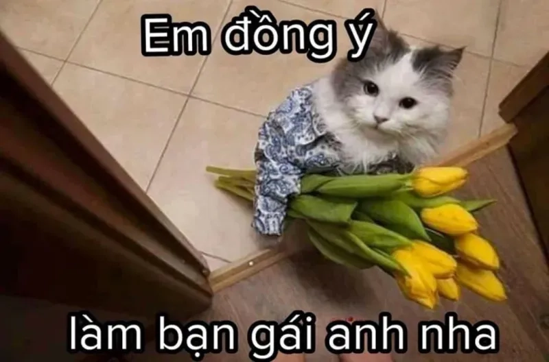 Meme mèo tặng hoa tạo nên những khoảnh khắc đáng yêu