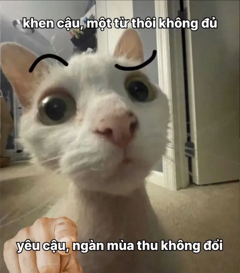 Tỏ tình meme đáng yêu cho những ai yêu thích sự dễ thương