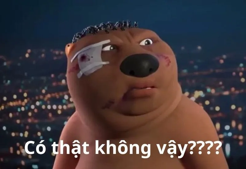 Meme mèo quạo thật hài hước và thú vị