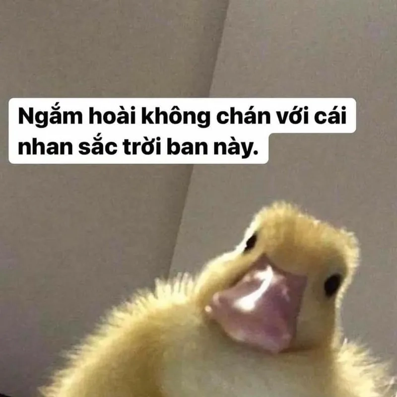 Vịt cầm dao meme thể hiện sự hài hước trong giao tiếp